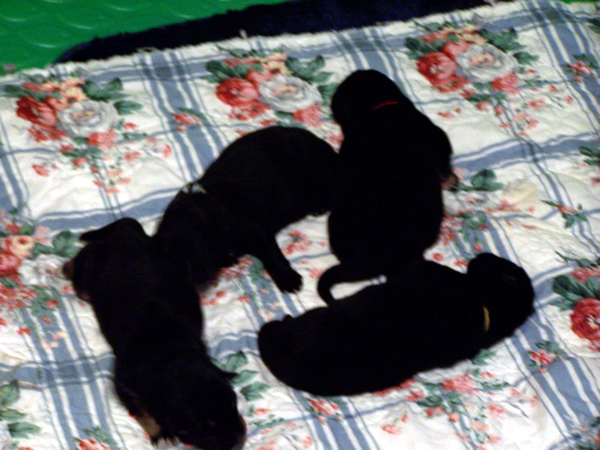 Norahs pups